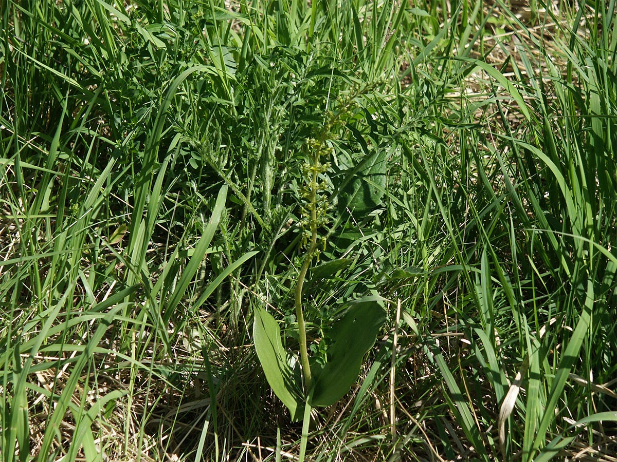 Listera ovata